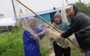 Download Video: 村里下暴雨，胖妹开始浑水摸鱼，3人看见了啥？立马拿网去拿下