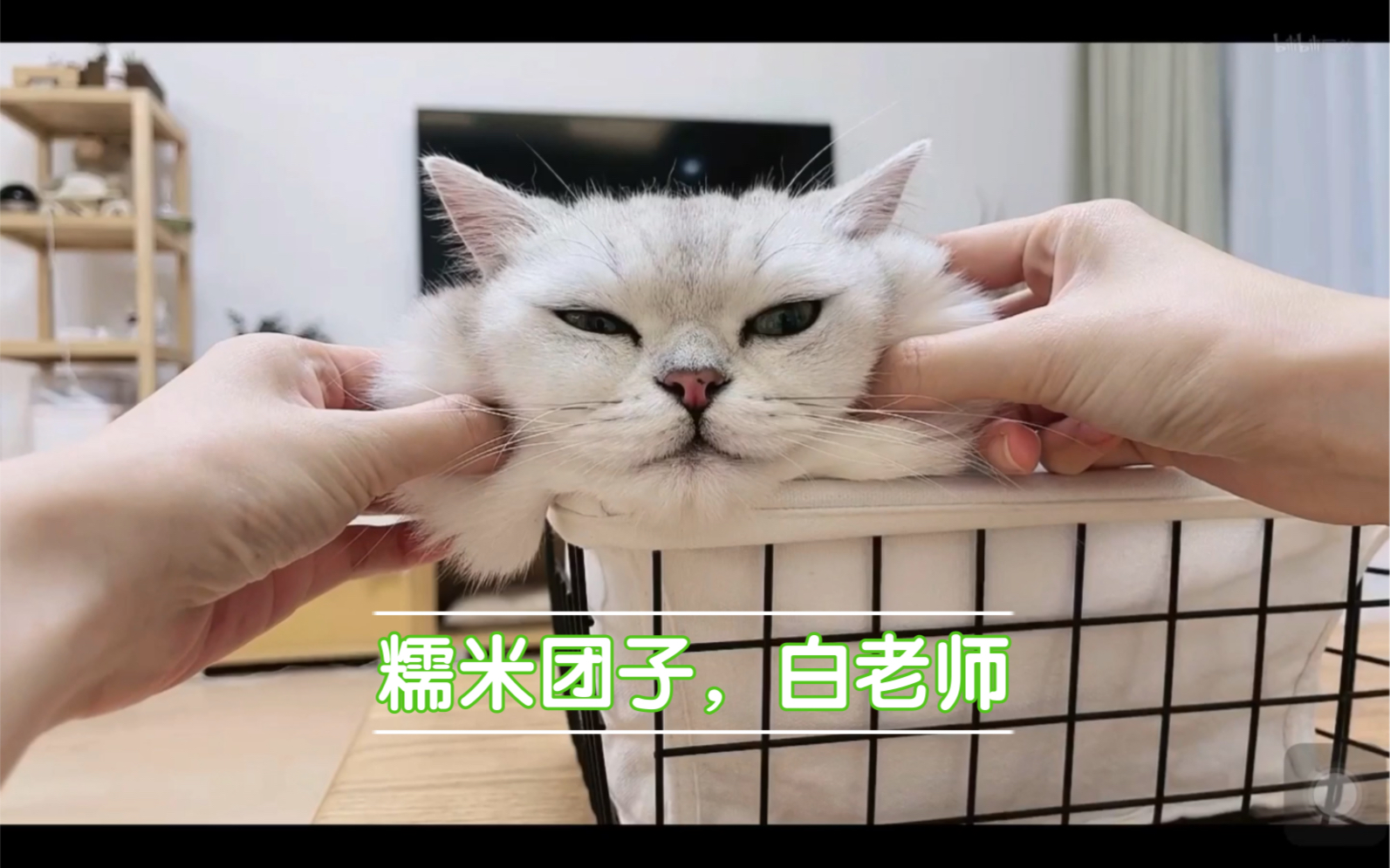 夏日冰镇糯米白～—截自@花花与三猫catlive