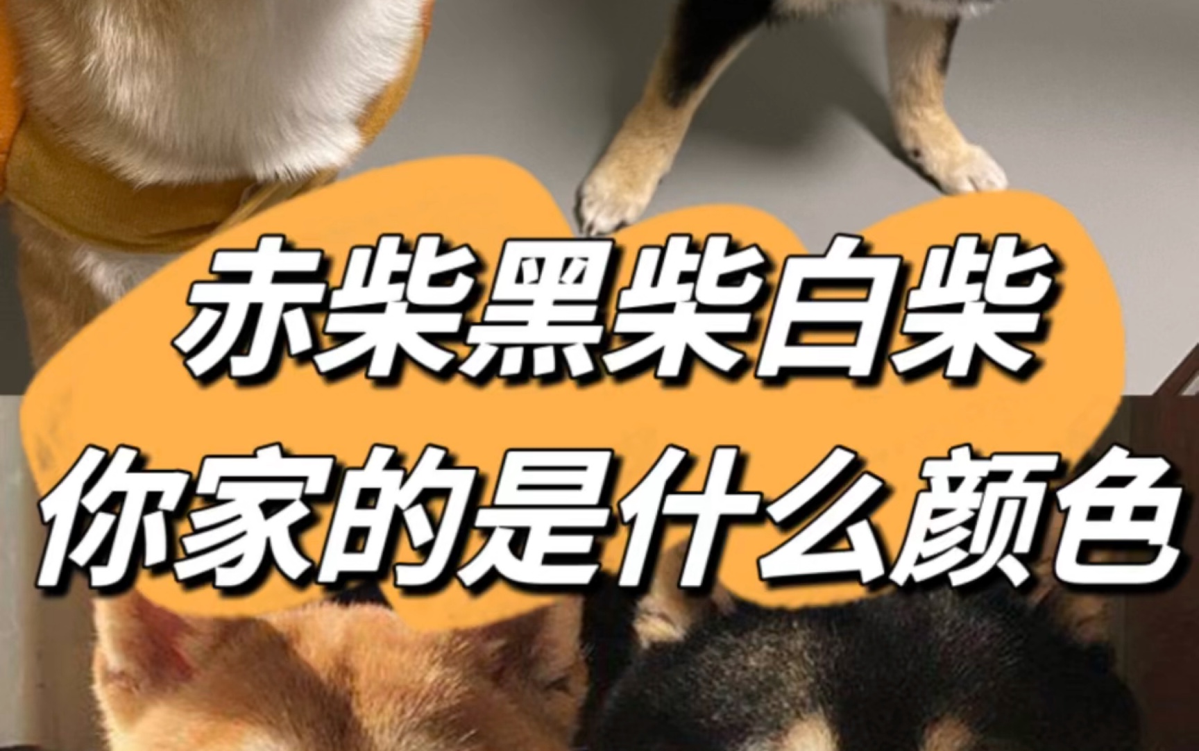 赤柴黑柴白柴,你家柴犬是什么颜色?哔哩哔哩bilibili