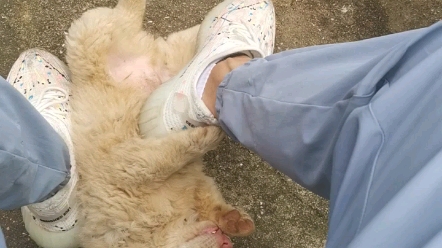 单身狗的虐狗时刻不是在虐狗是在遛狗