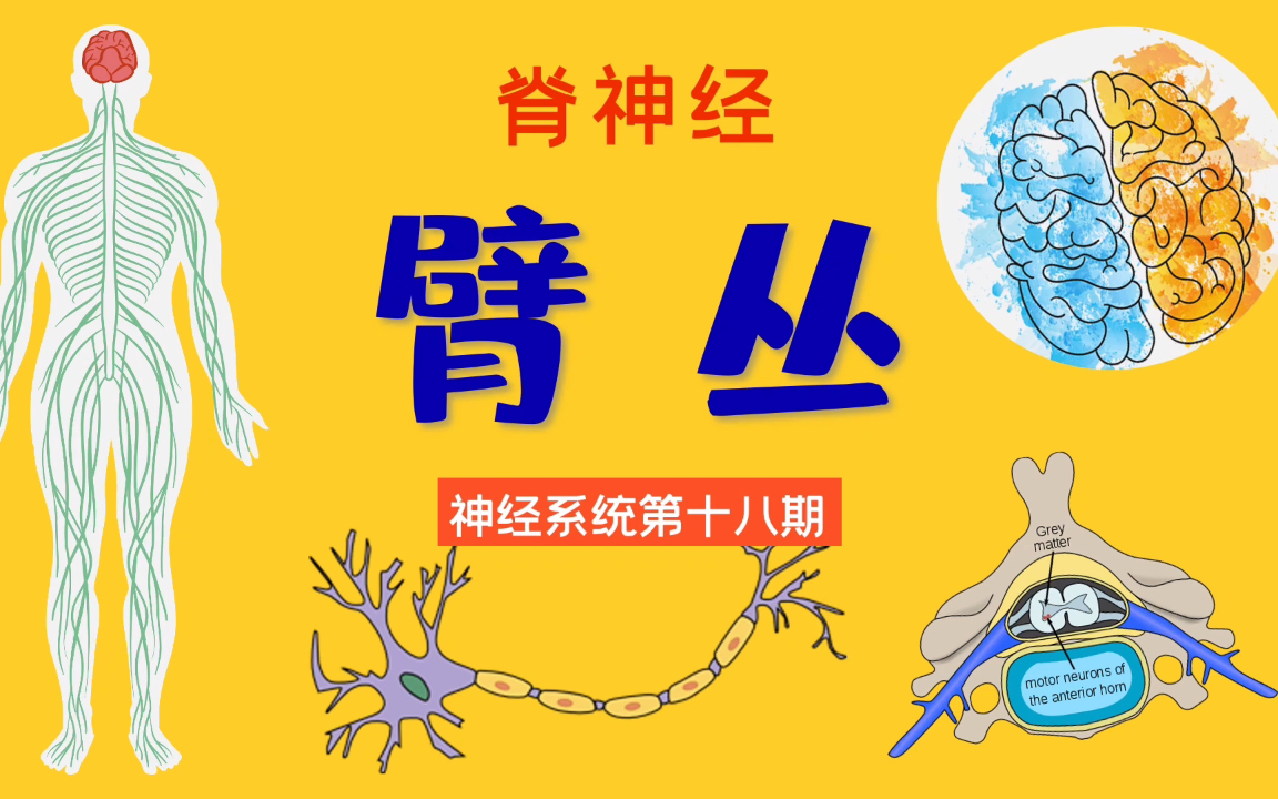 臂丛(上)|脊神经|神经系统第十八期|解剖慢慢学哔哩哔哩bilibili