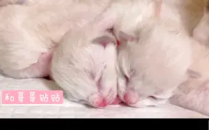 Download Video: 【布偶小奶猫】出生的第三天，猛男必看