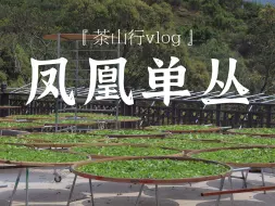 Descargar video: 凤凰单丛｜这是唯一一趟去了原产地还是感觉很混乱的茶山行vlog