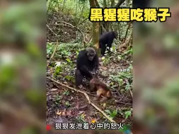 Download Video: 猴子因挑衅黑猩猩，不料惨被活活撕碎