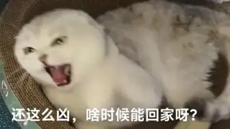 Video herunterladen: [补档] 可爱猫咪之 难以抵抗的哈气天性