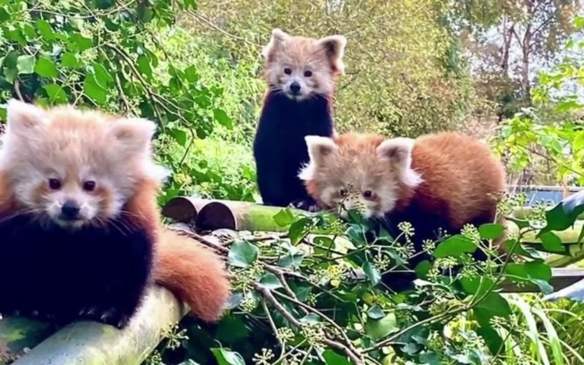 野生动物宝宝 B站
