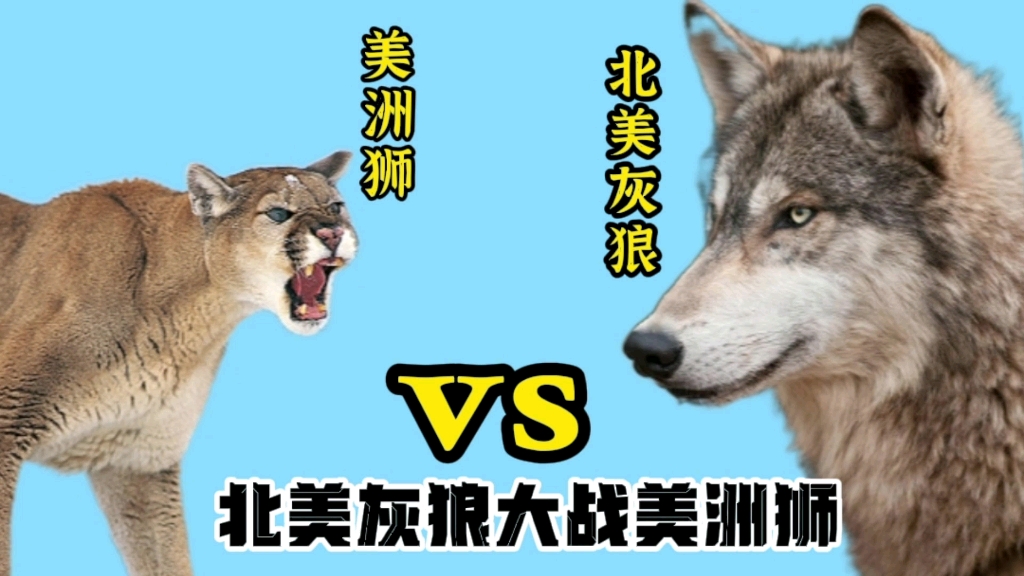 北美灰狼偷袭美洲狮结局很惨