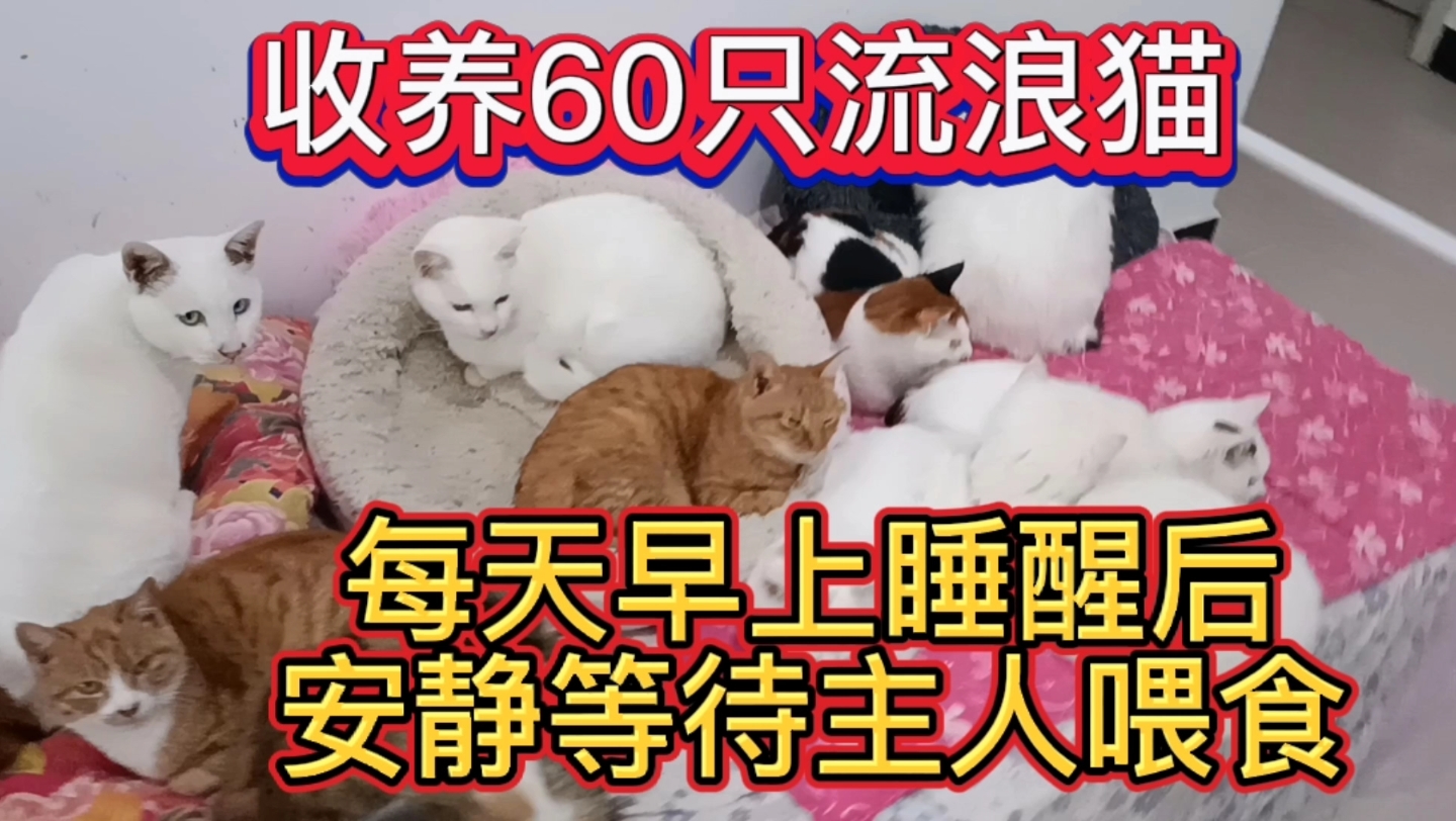 收养60只流浪猫,每天早上睡醒后,安静等待主人喂食哔哩哔哩bilibili