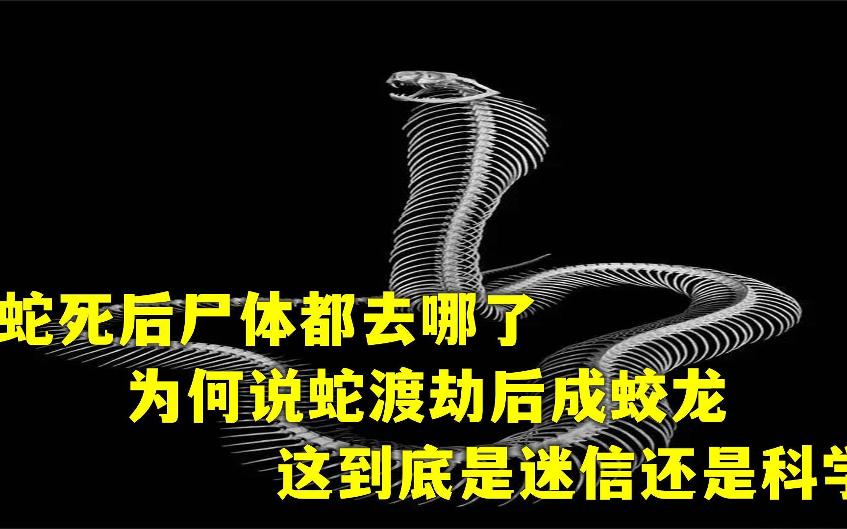 [图]蛇死后尸体去哪了，为何说蛇渡劫后成蛟龙，这是迷信还是科学？