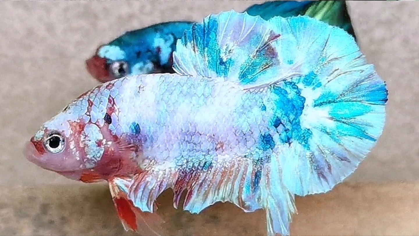 幻彩将军,泰国斗鱼扑克斗鱼作品,欢迎各位粉丝选购.