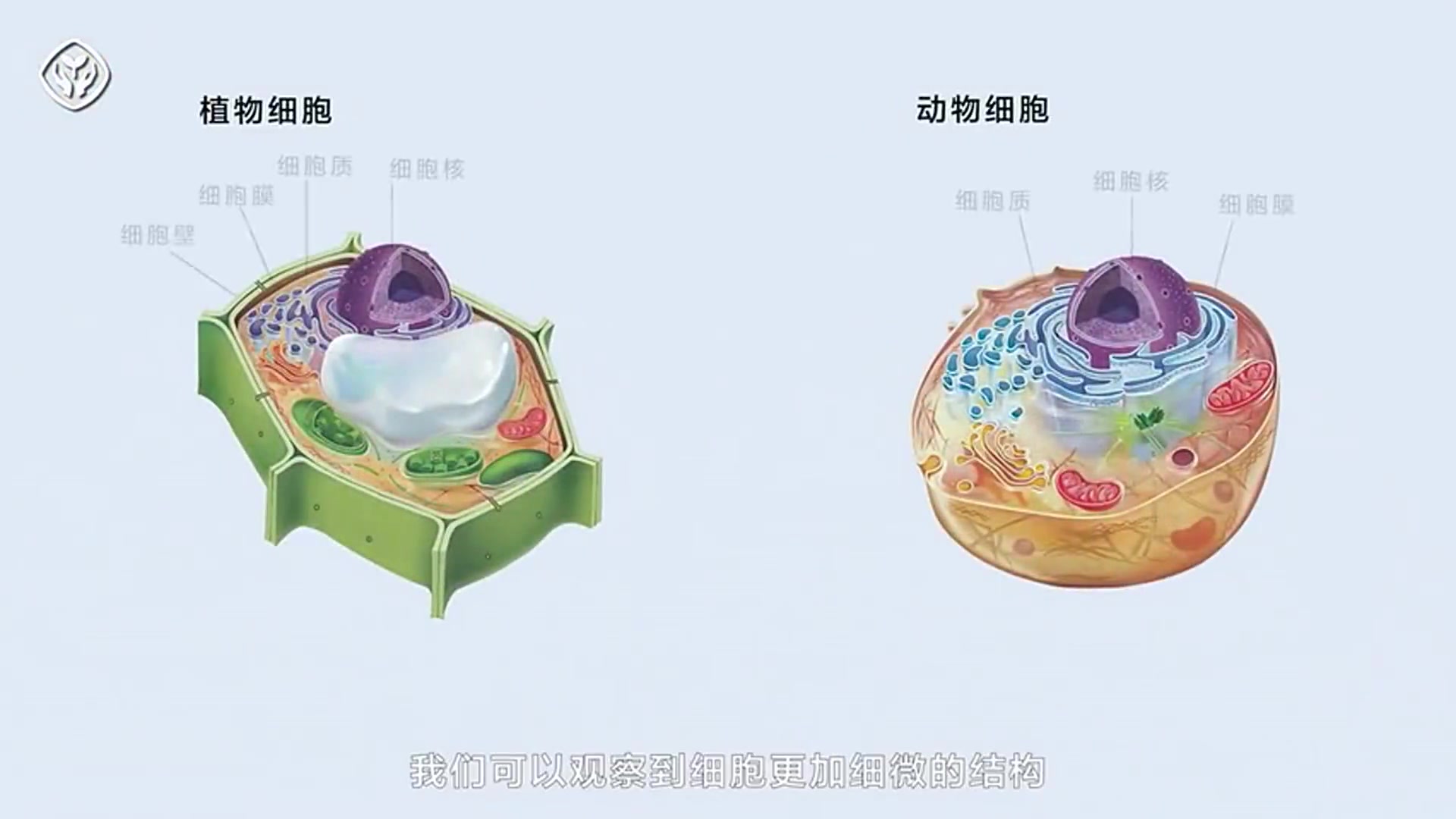 【生物动画】细胞的基本结构哔哩哔哩bilibili