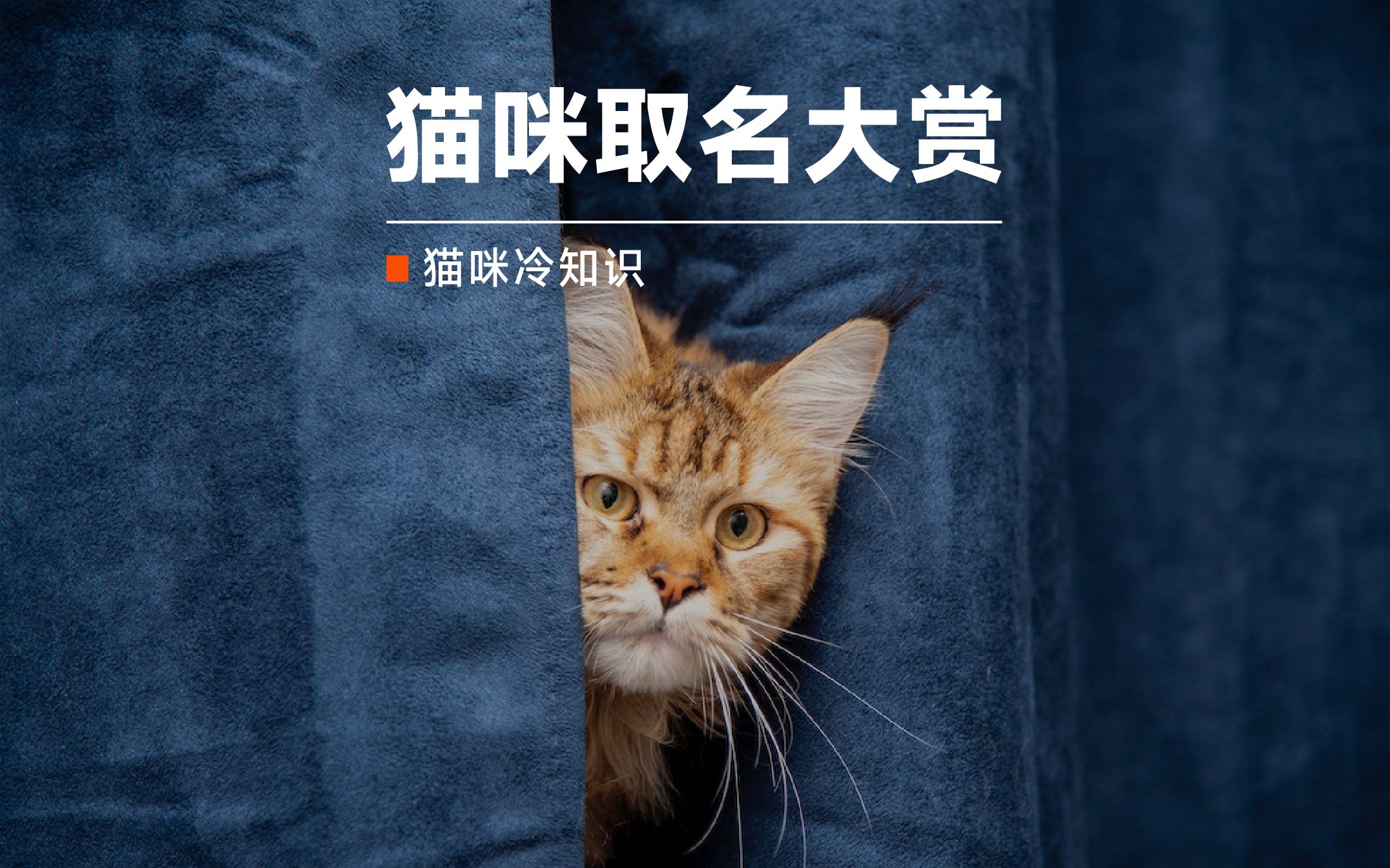 养猫青年的猫咪取名大赏,绝对是个鬼才哔哩哔哩bilibili