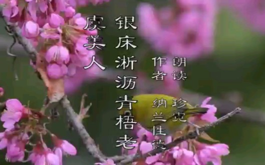 诗词朗读 虞美人.银床淅沥青梧老 纳兰性德