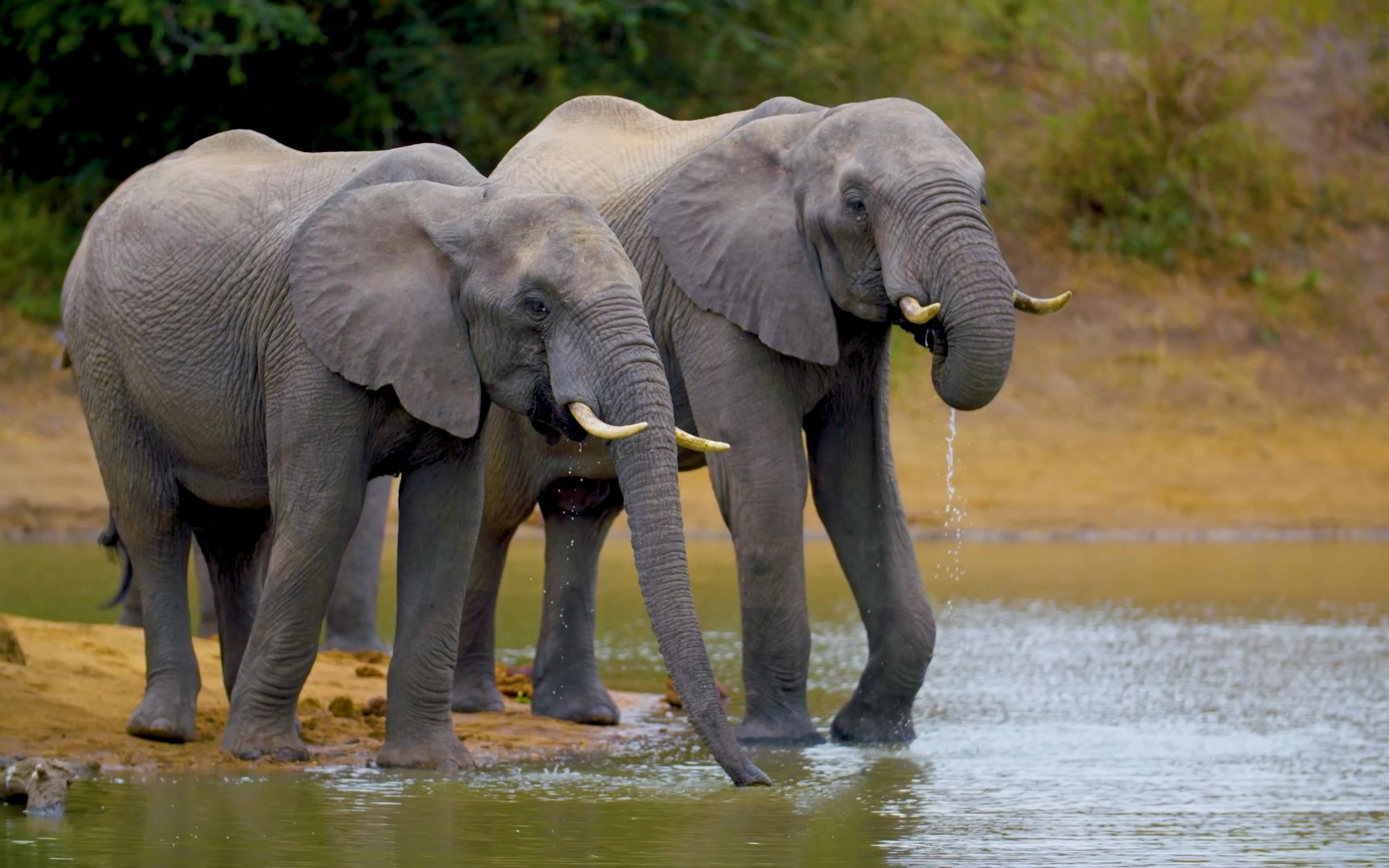 4k hdr 60fps dolby vision - colorfully dynamic animal 杜比视觉