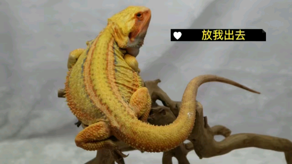 柑橘直线鬃狮蜥日常擦玻璃