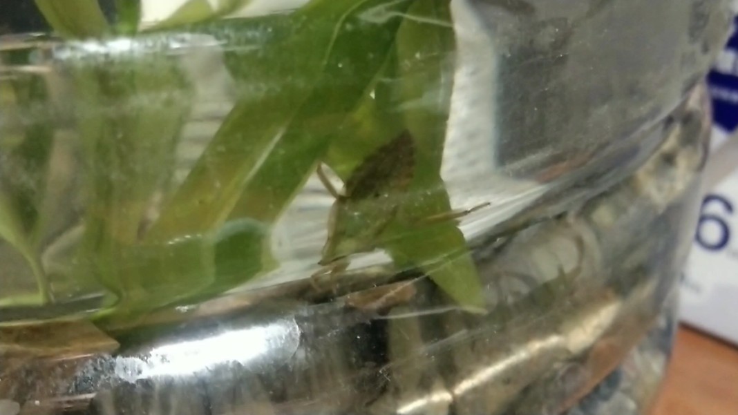 鱼缸(桶)里发现的小虫,但不知道叫什么名字