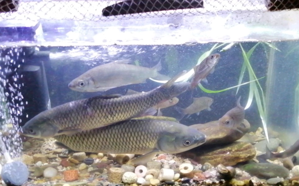 清波鱼纯属吃货