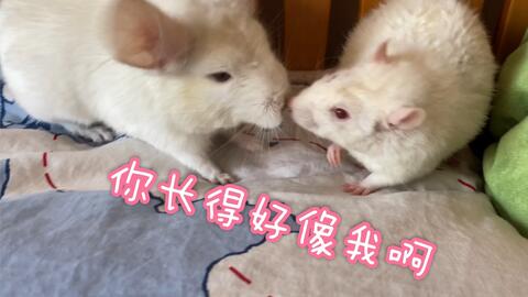 猫和老鼠 花枝鼠打了猫咪的尾巴后求抱抱 慌的一批哈哈哈哈笑笑笑死了 哔哩哔哩 Bilibili 猫和老鼠 花枝鼠打了猫咪的尾巴后求抱抱 慌的一批哈哈哈哈笑笑笑死了 哔哩哔哩 Bilibili
