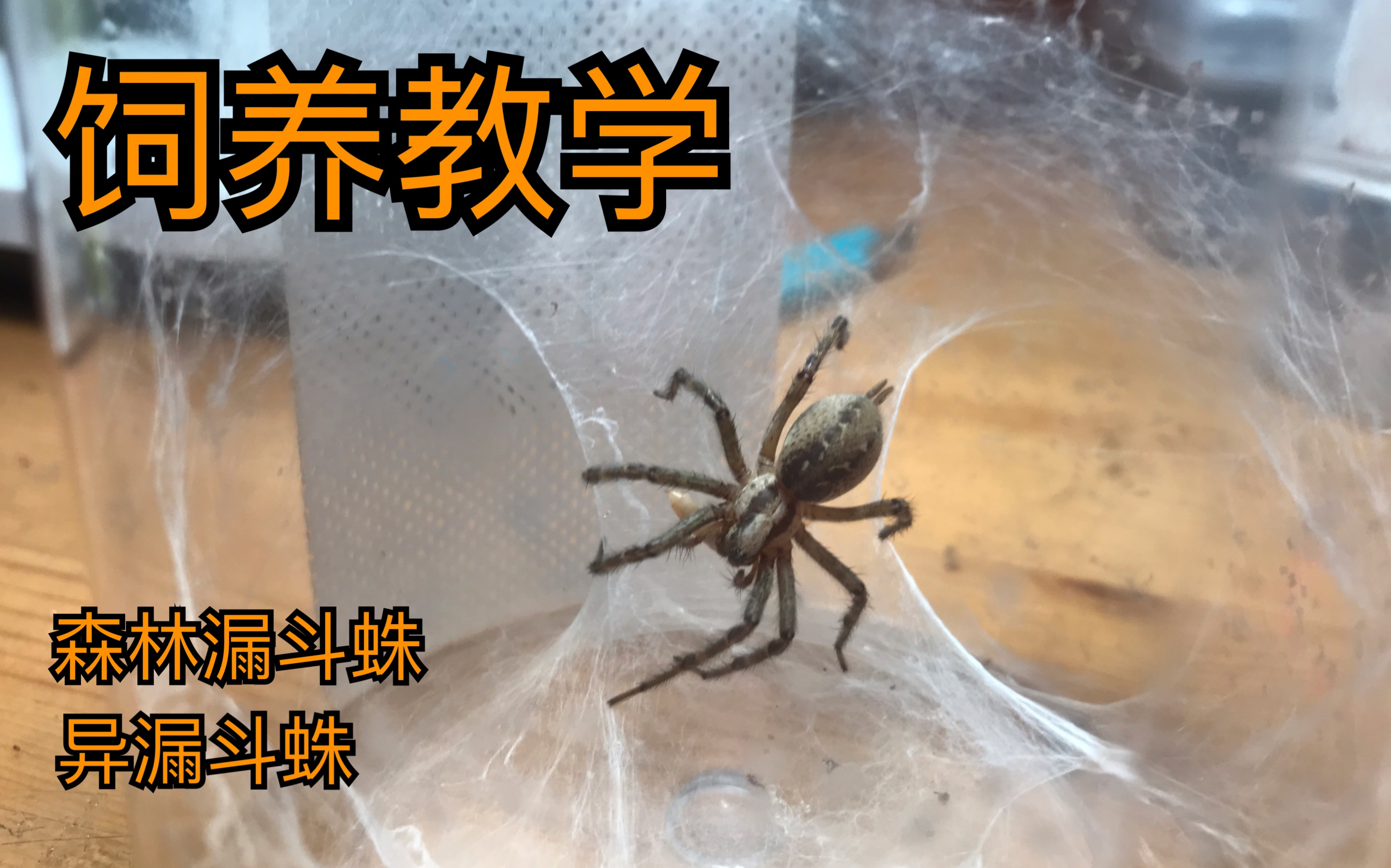 浅谈森林漏斗蛛和异漏斗蛛的饲养与环境还有野采_哔哩哔哩 (゜-゜)つ