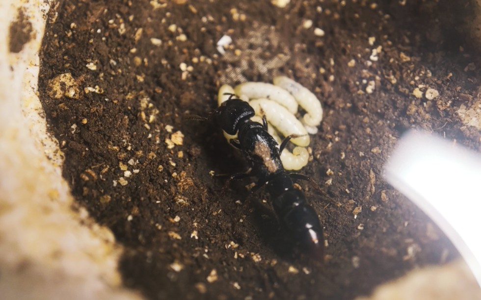 红矛猛蚁&红狂蚁