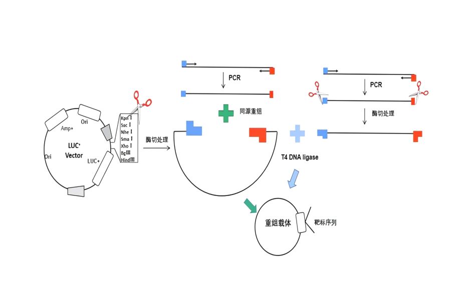 超清晰!基因工程的核心—基因表达载体的构建 双酶切单酶切的优点缺点 复制原点 启动子 终止子 标记基因 目的基因 限制酶的选择 同尾酶 高考必看!哔哩...