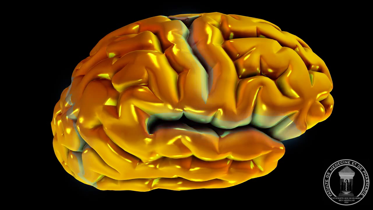 前脑_哔哩哔哩 (゜-゜)つロ 干杯~-bilibili