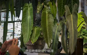 Télécharger la video: 我是真没想到这也能出一期植物养护视频。