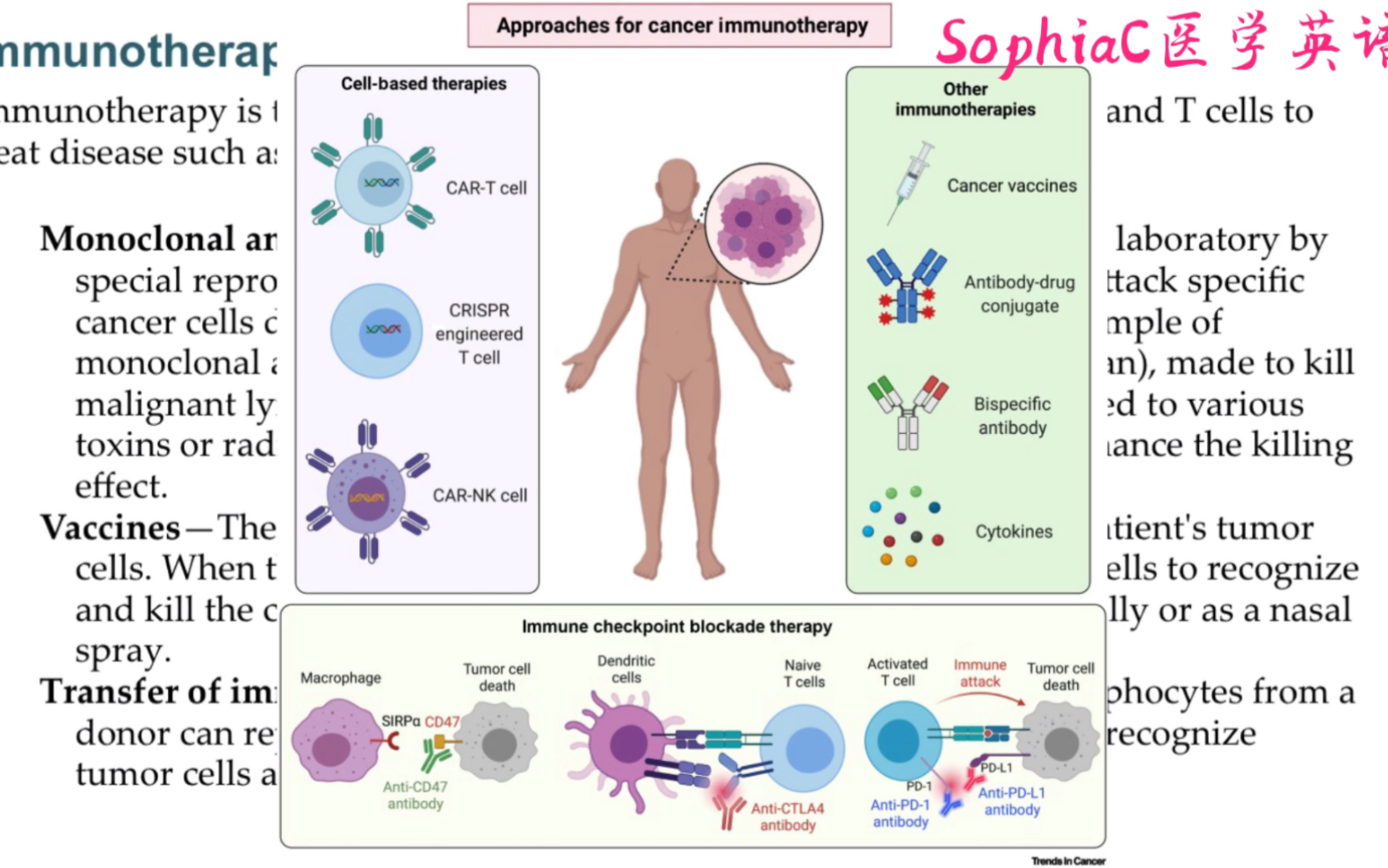 医学英语|免疫治疗的定义和分类哔哩哔哩bilibili