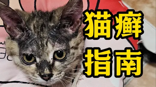 【论文养猫1】全网最专业猫癣治疗指南！无需去医院，超低费用绝对有效！