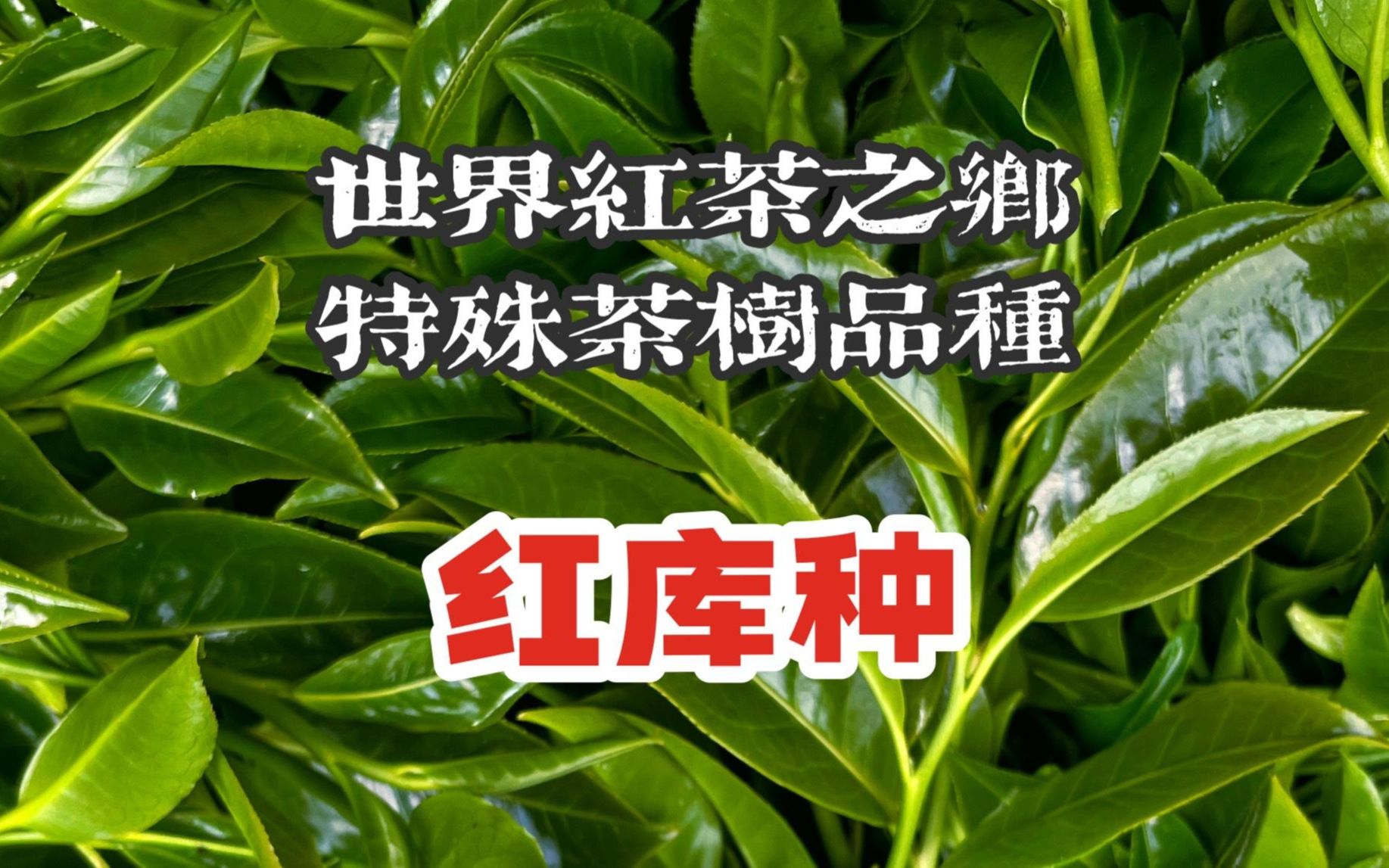 云南临沧凤庆世界红茶之乡得天独厚的自然环境特殊的红库种哔哩哔哩bilibili