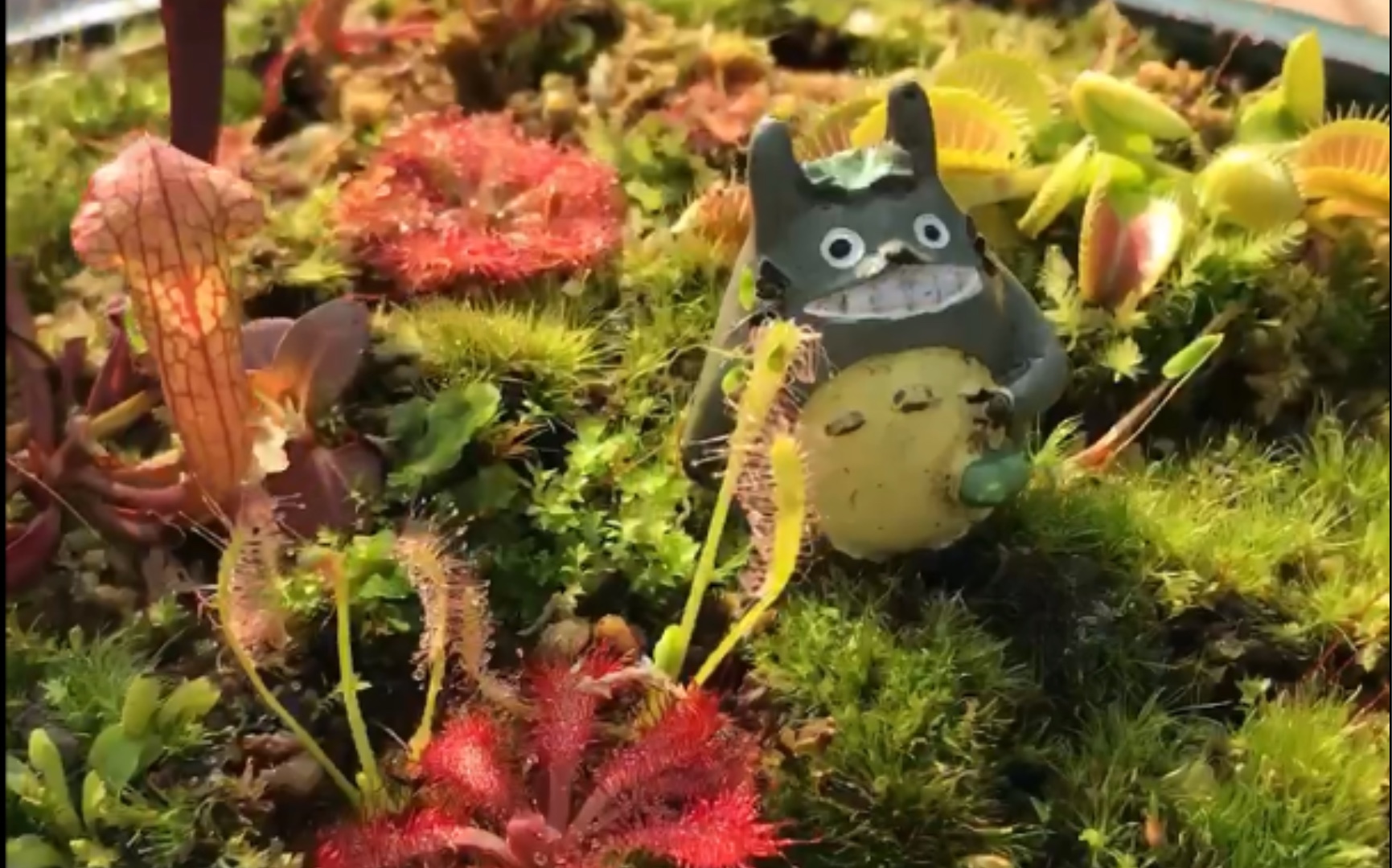 食虫植物组合盆栽苔藓微景观 萌植苑食虫植物出品_哔哩哔哩 (゜-゜)つ