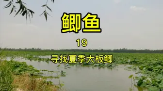 Descargar video: 为什么夏季很难钓到大板鲫#钓鱼 #钓鱼知识 #钓鱼技巧