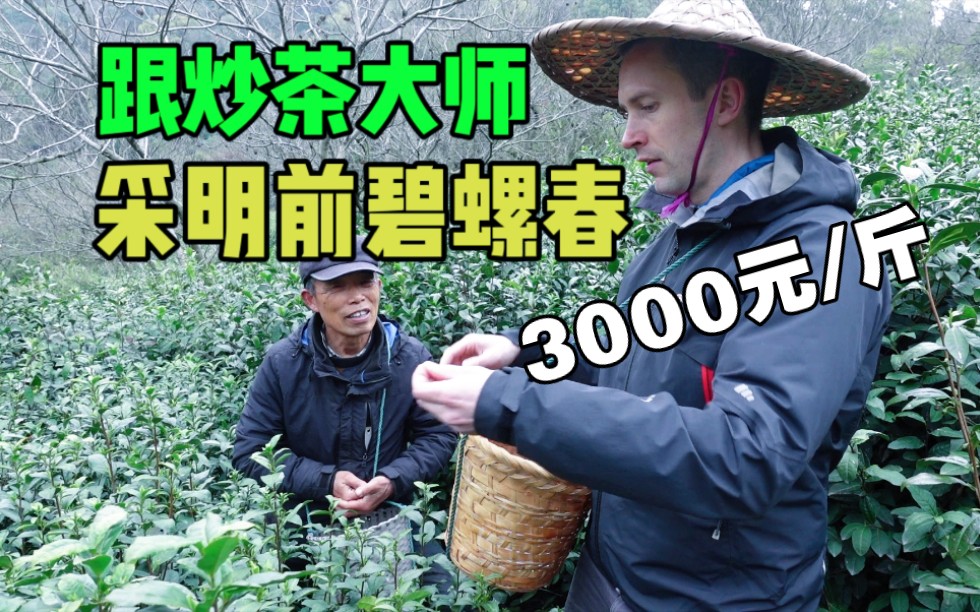 [图]明前碧螺春卖3000元/斤算贵吗？老外体验完采茶和炒茶，感觉值这个价！（上集）