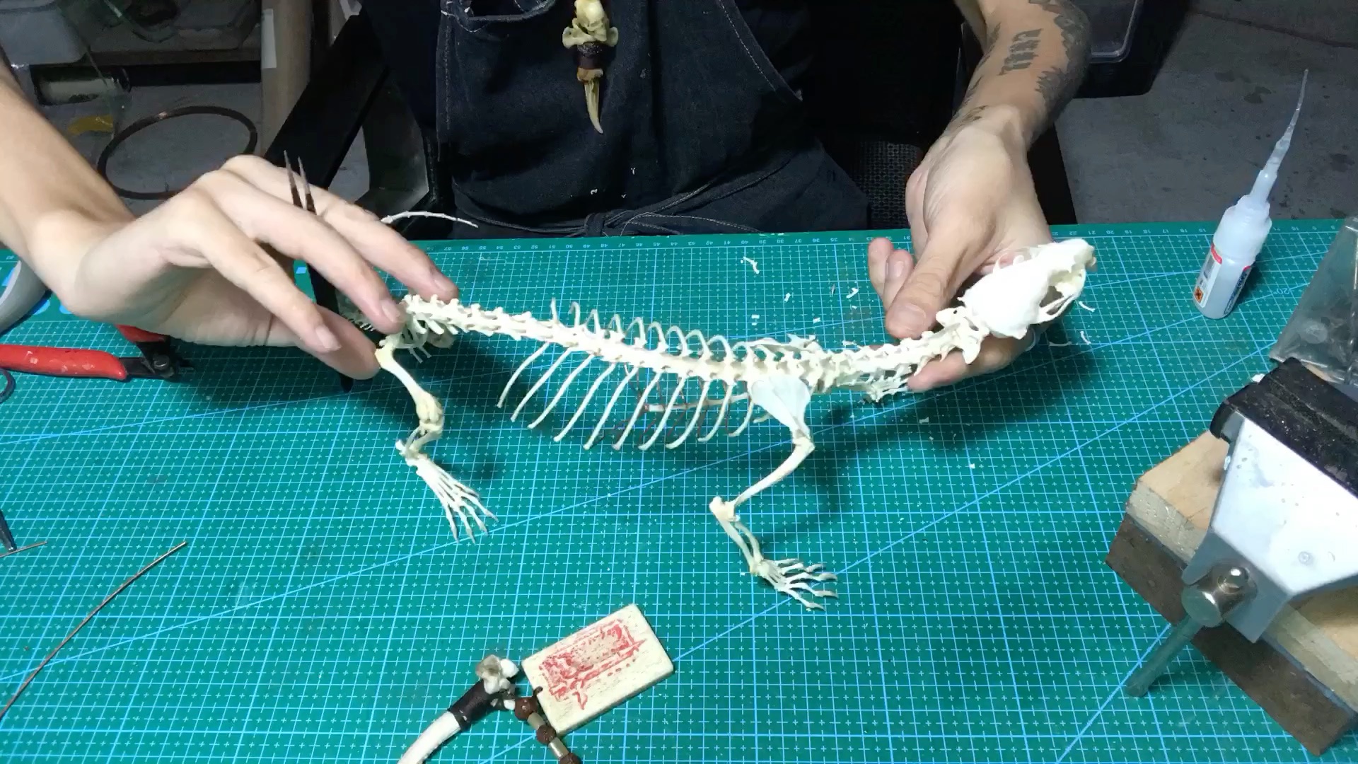 水貂骨骼标本制作