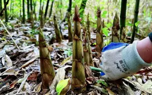 下载视频: 隔壁村大婶介绍一片竹林，钻进去一看全是笋窝，十分钟就半蛇皮袋