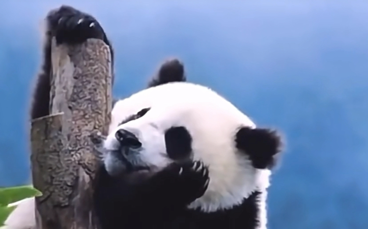 大熊猫四海:爬最高的树,看最美的风景