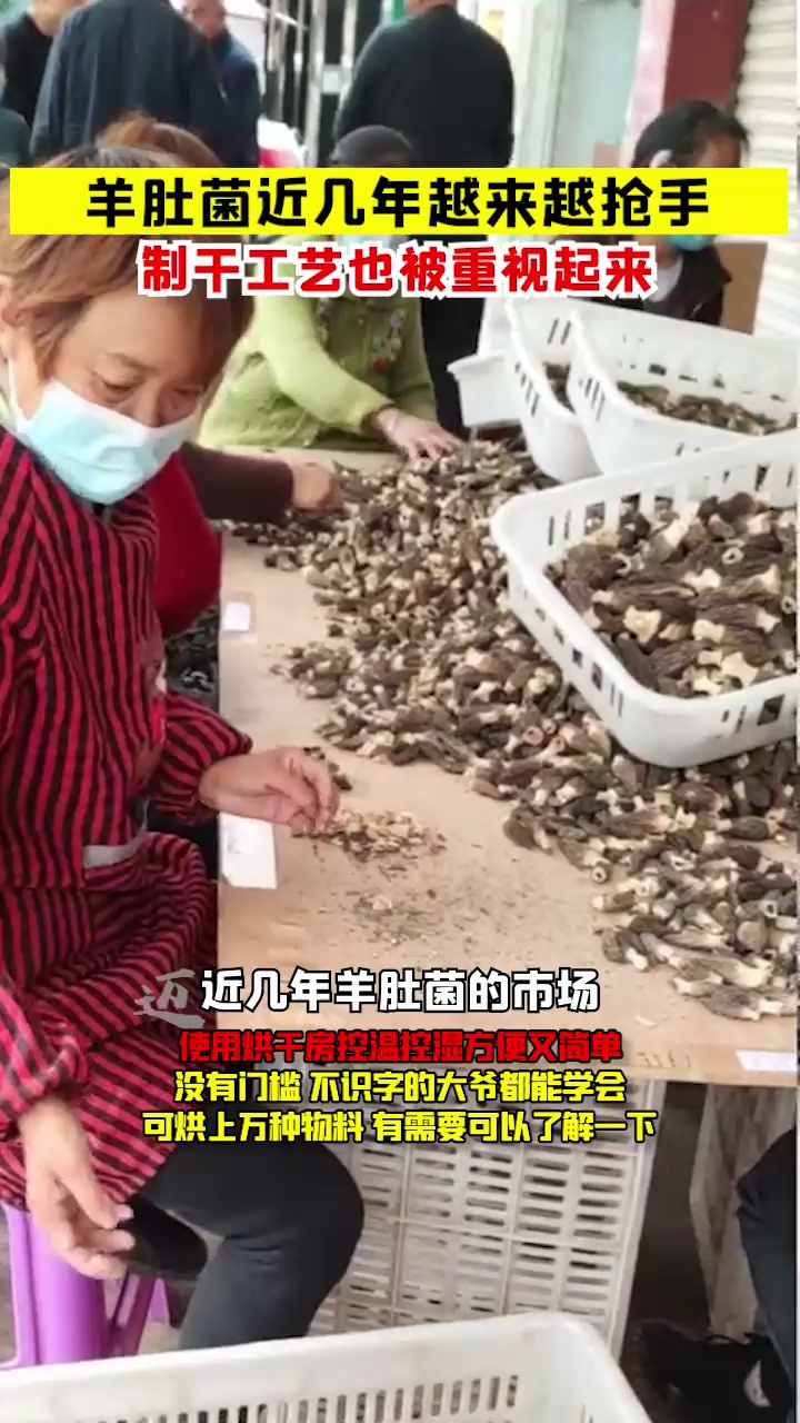 [图]大字不认识的老大爷，竟然能将羊肚菌行业干的风生水起