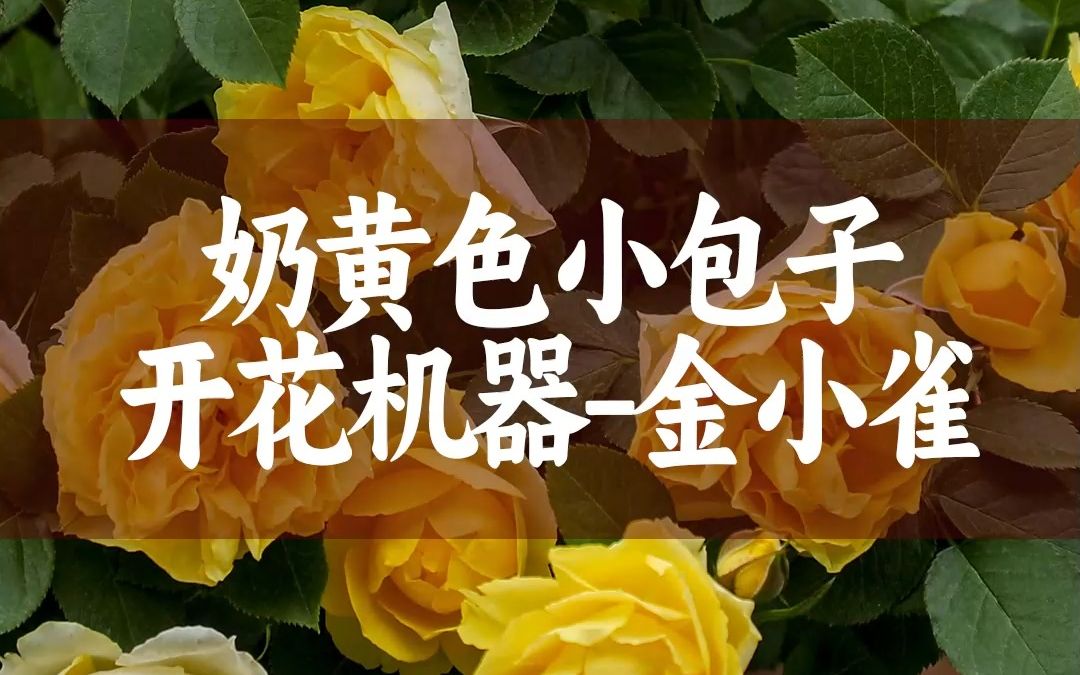 【惠惠的花园】月季界的萌萌奶黄包富贵金丝鸟(金s雀)非常勤花,抗性巨好,植株矮小,超级适合阳台党哔哩哔哩bilibili