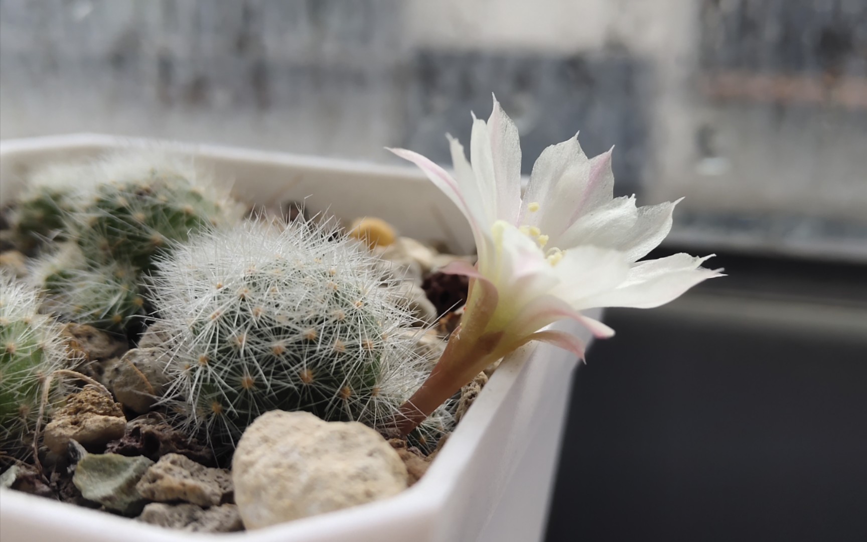 银蝶丸开花了,试试看花蕊会不会动