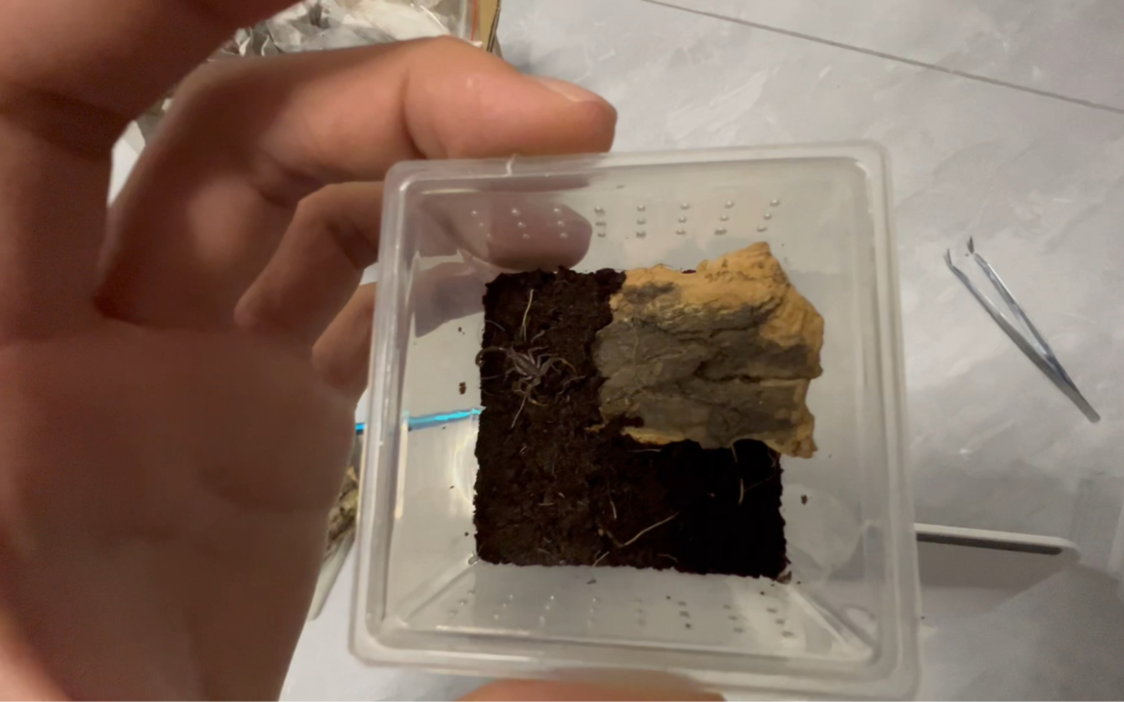 开箱秀川家佛罗里达木蝎