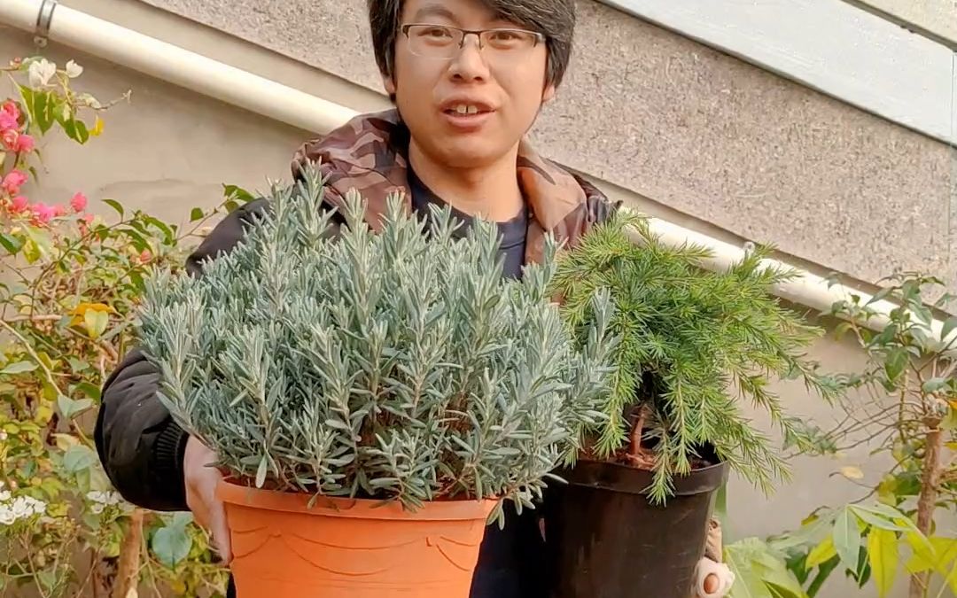 垂枝雪松蓝宝石小石楠蓝冰非常耐寒的花卉