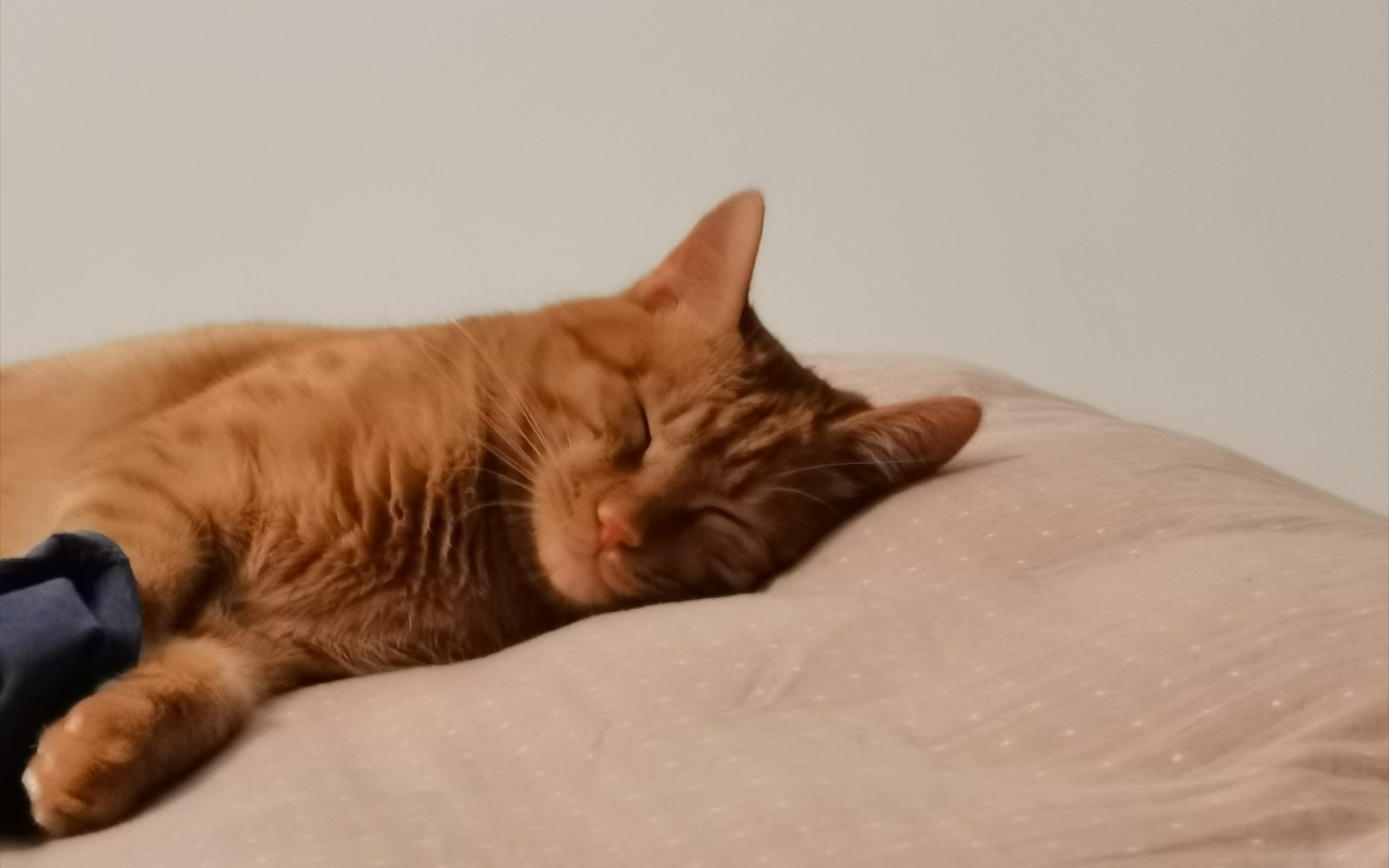 发现拍摄我家猫的神奇视角
