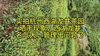 Download Video: 为什么杭州西湖龙井茶园每年都晒干抗旱？是管理出问题了