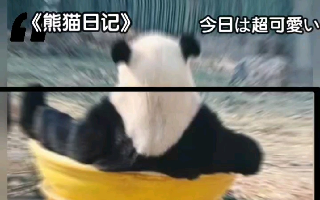 熊猫表情包2~哔哩哔哩bilibili