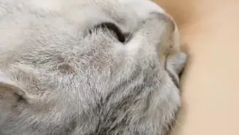 有一只粘人的小咪是什么样的体验？❤
