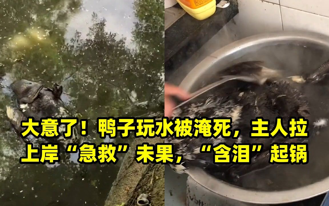 大意了 鸭子玩水被淹死