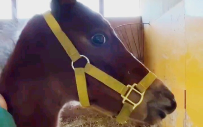 【富菜牧場】小马的叫声像?