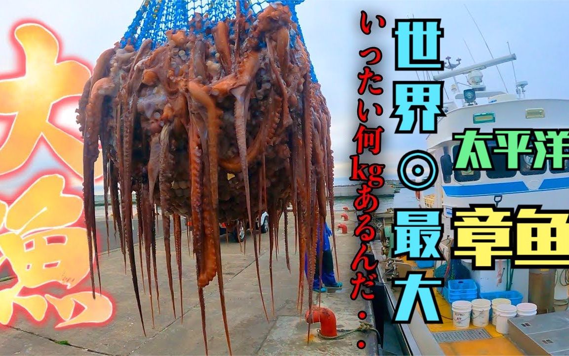国外捕捞太平洋章鱼,大船深海下网箱捕捉八爪鱼,脑袋比人还要大