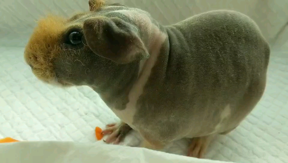 无毛豚鼠无毛猪迷你小河马荷兰猪宠物