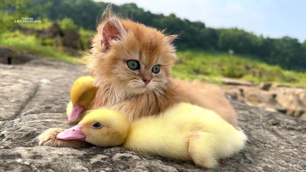 mother duck takes her two ducklings on an outdoor adventure!